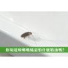 蟑螂螞蟻最怕什麼精油？驅蟲精油排行榜