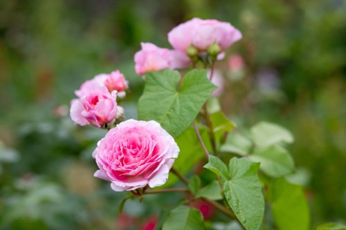 玫瑰精油種類多！最受歡迎的大馬士革玫瑰精油和五月千葉玫瑰精油如何區分？