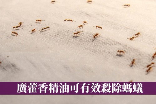 家裡有螞蟻如何徹底消滅？巴西研究發現螞蟻最怕這種精油味道